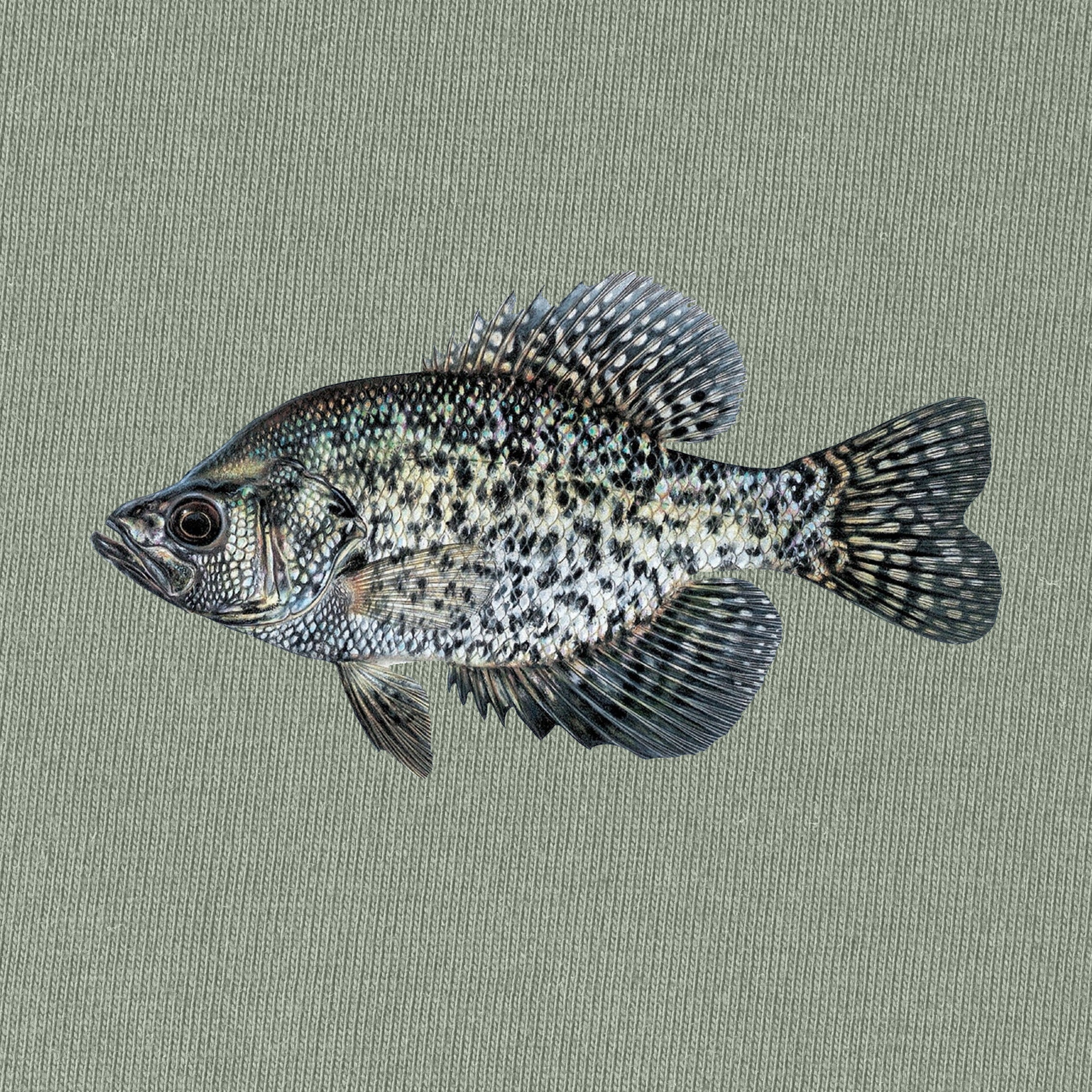 BLACK CRAPPIE Fish T-Shirt